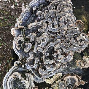 Turkey-tail