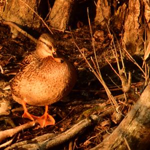 Mallard