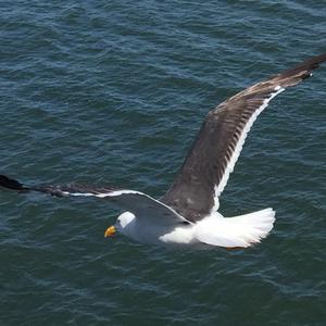 Lesser Black-backed Gull