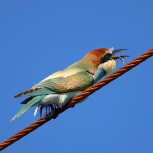 European Bee-eater