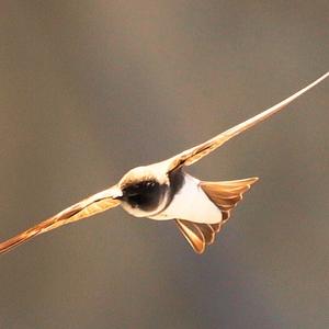 Sand Martin