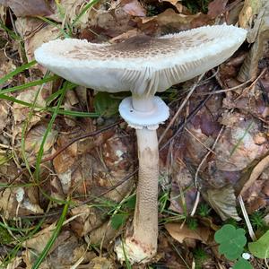 Parasol Mushroom