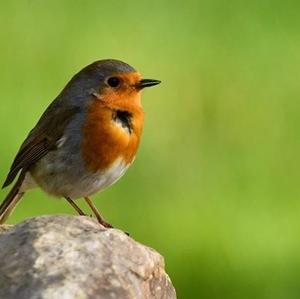 European Robin