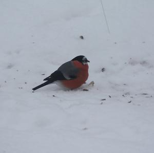 Eurasian Bullfinch