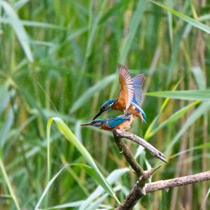 Common Kingfisher