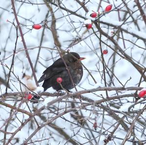 Eurasian Blackbird