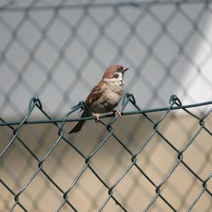 Eurasian Tree Sparrow