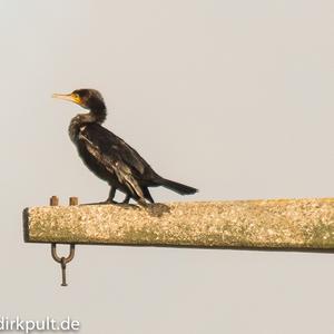 Great Cormorant