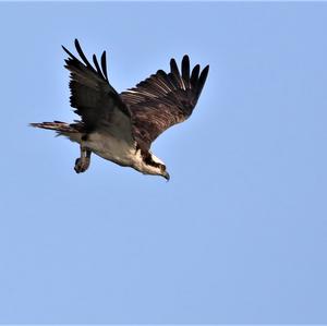 Osprey