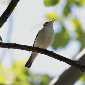 Berglaubsänger