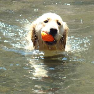 Retriever (Golden)