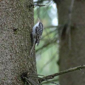 Eurasian Treecreeper