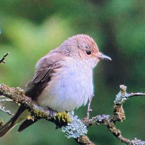 Spotted Flycatcher