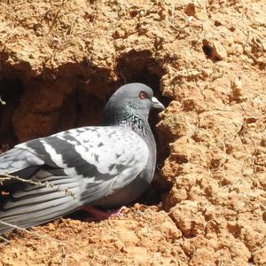 Rock Pigeon