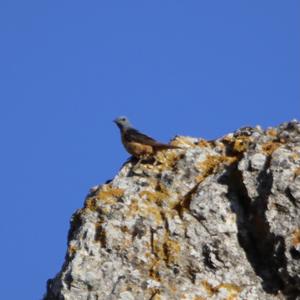 Rufous-tailed Rock-thrush