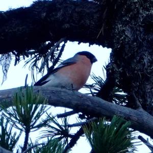 Eurasian Bullfinch