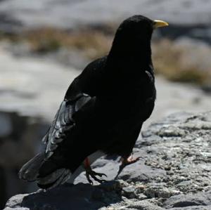 Yellow-billed Chough