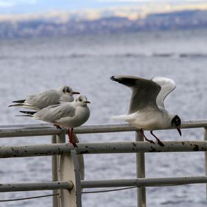 Black-headed Gull