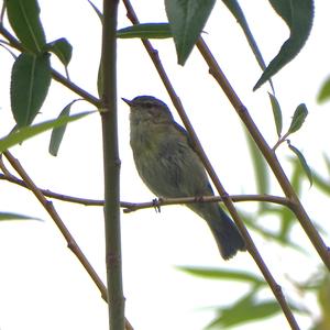 Common Chiffchaff