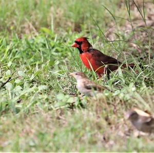 Northern Cardinal