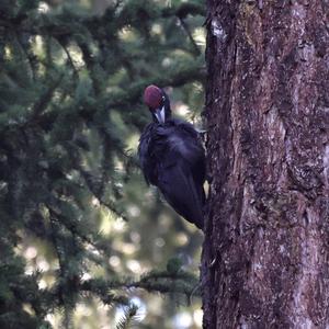 Black woodpecker