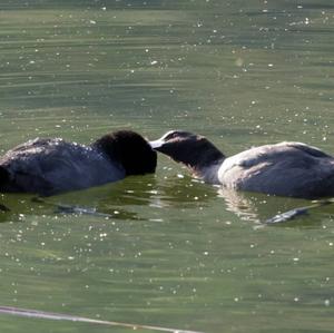 Common Coot