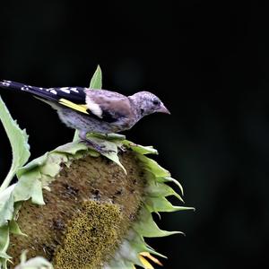 European Goldfinch