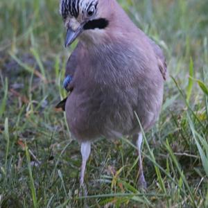 Eurasian Jay