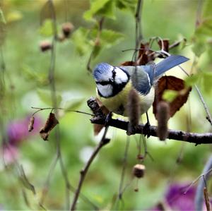 Blue Tit