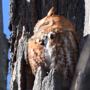 Eastern Screech-owl