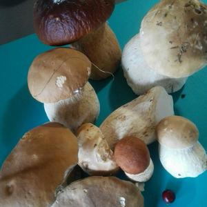 King Bolete