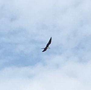 Magnificent Frigatebird