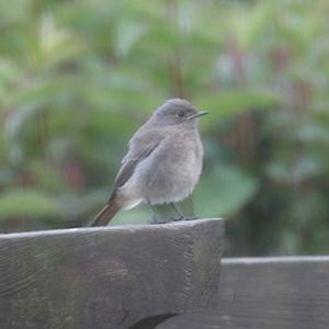 Black Redstart