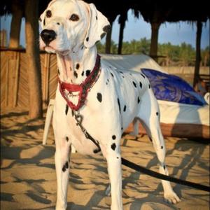 Dalmatian