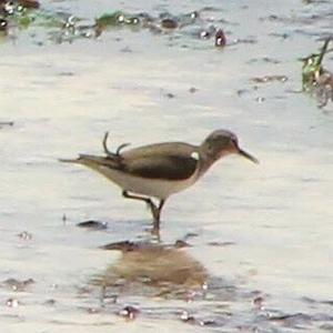 Common Sandpiper