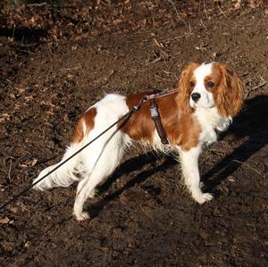 Cavalier King Charles Spaniel