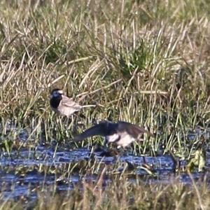 White Wagtail