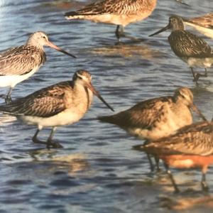 Bar-tailed Godwit