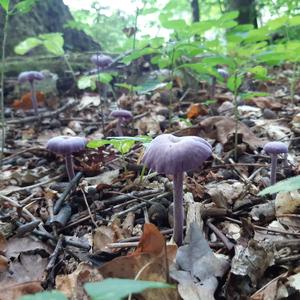 Amethyst Deceiver