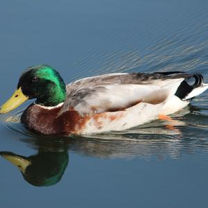 Mallard