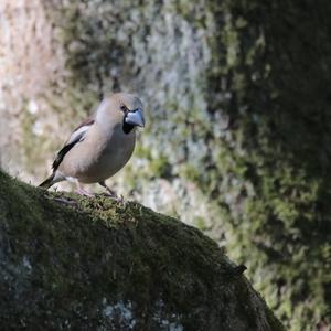 Hawfinch