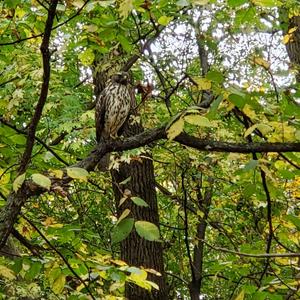 Red-tailed Hawk