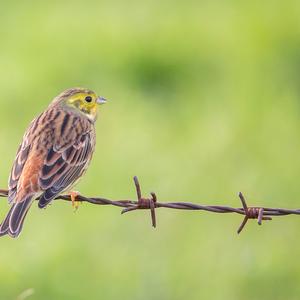 Yellowhammer