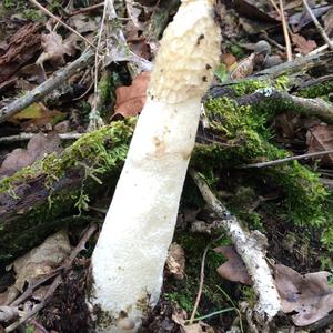 Stinkhorn, Common