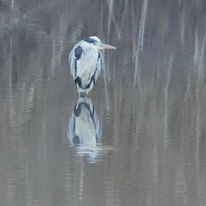 Grey Heron