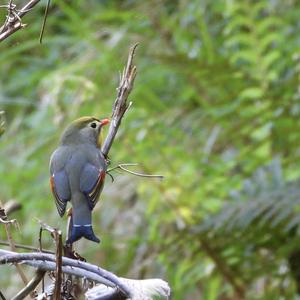 Red-billed Leiothrix