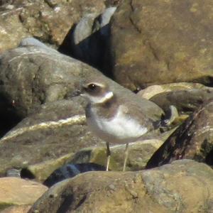 Common Ringed Plover