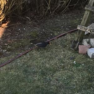 Common Moorhen