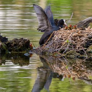 Common Coot