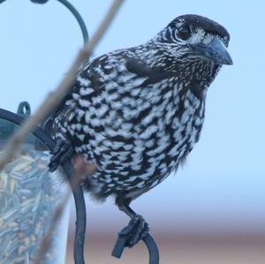 Spotted Nutcracker